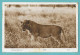 KENYA NAIROBI LION LEONE 1934 N°G056 - Kenya