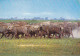 AK 168762 KENYA - African Wild Life - Buffalo Stampede - Kenya