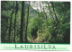 BOSQUE DE LAURISILVA ( CUBO DE LA GALGA ).- ISLA DE LA PALMA / ISLAS CANARIAS.- ( ESPAÑA ) - La Palma