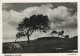 CARTOLINA  GERMANIA HEIDE GERMANY Postcard DEUTSCHLAND Ansichtskarten - Heide