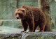 ANIMAUX & FAUNE - Ours - Colorisé - Carte Postale Ancienne - Bears