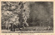 BELGIQUE - Soignies - Les Cerfs En Forêt De Soignies - Carte Postale Ancienne - Soignies