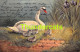 CPA ILLUSTRATEUR MULLER CYGNE ARTIST SIGNED MULLER SWAN  - Mueller, August - Munich