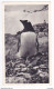 FALKLAND Pingouin Carte PUB Médicament Des Laboratoires LA BIOMARINE à DIEPPE Postée De Port Stanley 1952 VOIR TIMBRE - Islas Malvinas