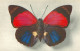 Papillon - Agrias Sardanapalus  - Comité National De L' Enfance     Z 602 - Papillons