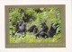 RWANDA-MOUNTAIN GORILLAS-USED POSTCARD --RWANDA POSTMARK- - Ruanda