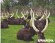 RWANDA-LONG HORNED COWS-USED POSTCARD --RWANDA POSTMARK- - Ruanda