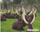 RWANDA-LONG HORNED COWS-USED POSTCARD --RWANDA POSTMARK- - Rwanda