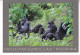 RWANDA-MOUNTAIN GORILLAS-USED POSTCARD --RWANDA POSTMARK- - Ruanda