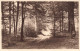 Fleurs, Plantes Et Arbres - Arbres - Forêt - Sentier - Carte Postale Ancienne - Alberi