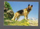 (chiens) Calendrier 198 1er Semestre  (PPP45270) - Small : 1981-90
