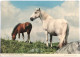 Carte Postale : Irlande : Famous Connemara Ponies - Autres & Non Classés