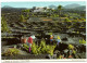 Vineyards On Lanzarote - Canary Islands - Lanzarote