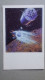 Delcampe - Space, Soviet Union, Vintage 1969, 11 Postcards - Espace