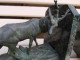Delcampe - Paire De Serre-Livres Cerf Et Biche Patine Bronze Antique Animal Nature Chasse - Metallo
