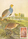 ANIMALS, BIRDS, GREY PARTRIDGE, CM, MAXICARD, CARTES MAXIMUM, 1988, ROMANIA - Rebhühner & Wachteln