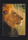 AK 170722 LION / LÖWE - Lions