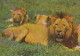 AK 170746 LION / LÖWE - Löwengruppe - Lions