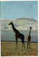 Mt. Kilimanjaro - Giraffes - Kenya