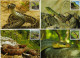 Romania 2011 MiNr. 6485 - 6488 Rumänien Reptiles Snakes, Balkan Wall Lizard 4v MC 30,00 € - Serpents