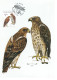 Czech Republic 2003 MiNr. 374 - 376 Tschechische Republik Birds  3v  MC  4,50 € - Aigles & Rapaces Diurnes