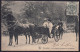 +++ CPA - BRUSSEL - BRUXELLES - La Princesse Clémentine En Promenade - Attelage Cheval  // - Fêtes, événements