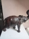 Delcampe - Statuette élephant En Cuir Longueur 36 Cm Hauteur 30 Cm - Art Africain