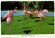 San Diego Zoo - Flamingos - San Diego