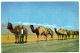 A Camel - Line - Iran