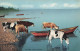 ANIMAUX - Rives Du Léman - Vaches - Colorisé - Carte Postale  Ancienne - Vacas