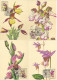 RUSSIE - 5 CARTES MAXIMUM 1er JOUR - ORCHIDEES - 2 SCANS - Cartoline Maximum