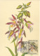 RUSSIE - 5 CARTES MAXIMUM 1er JOUR - ORCHIDEES - 2 SCANS - Cartoline Maximum