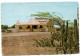 Aruba - Neth. Antilles - Typical Aruban Cunucuhouse With Divi Divi Tree And Cactus - Aruba