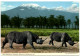 Black Rhinoceros - Schwarze Rhinozeros - Rhinocéros Noir - Rhinozeros
