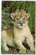 The East African Wild Life Society - Lion Cub - Kenya