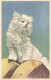 ANIMAUX - FAUNE - Chat - Colorisé - Carte Postale Ancienne - Chats