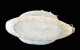 Delcampe - Rare Jonque Porcelaine XlXe Chen Guozhi,Daoguang Qing Dynasty (China Chinese Dragon Junk Art Antiques Porcelain Ceramics - Arte Asiático