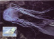 Delcampe - AUSTRALIA 2006 MiNr. 2719 - 2725 Australien  SNAKES  Fishes  REPTILES Marine Life 6v MC  7.00 € - Serpents