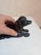 Delcampe - Statuette Chien Ancien En Fonte De Fer Hauteur 9 Cm X 16 Cm - Metallo