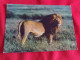 BELLE CARTE "FRANCIS ET LES ANIMAUX D'AFRIQUE"...PHOTO FIEVEL...FLAMME LUTTE CONTRE LE CANCER VALENCE - Lions