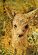 Wild Animals Fawn Baby Deer - Tigres