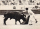 AK 172299 BULL / STIER - Paco Camino - Taureaux