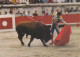 AK 172302 BULL / STIER - Corrida - Taureaux