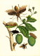 G5789 - TOP Maria Sibylla Merian Künstlerkarte - Nach Handkoloriert Kupferstich - Verlag Seemann DDR - Medicinal Plants