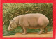 HIPPOPOTAME D'AFRIQUE TROPICALE MAMMIFERES :ONGULES CPM Grd Format Année 1950- ÉDITIONS, N. BOUBÉE ET CIE - - Ippopotami