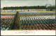 Ant. Roozen & Zoon's Bloemenvelden, Te Overveen - Siehe 2 Scans - Bloemendaal