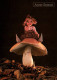 CPM - CHAMPIGNON - Photo Anne GEDDES - Pilze