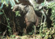 WWF RHINOCEROS DE JAVA - Rhinocéros