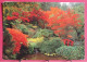 Canada - Victoria - Fall Colours In The Japanese Garden - Victoria