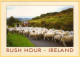 2 PCs - Rush Hour Traffic Jam Caused By Sheep - Irish Countryside - Ireland - Autres & Non Classés